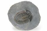 Thysanopeltis Trilobite - Boudib, Morocco #240496-1